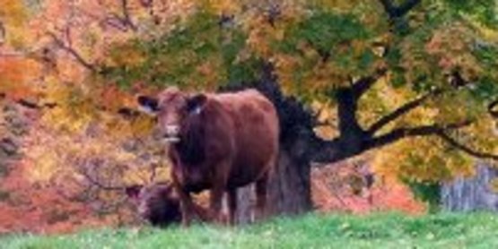 Cow under a tree in autumn