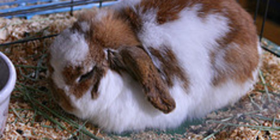 Rabbit