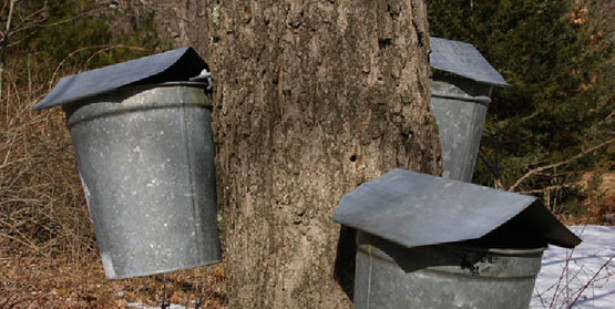 sap buckets