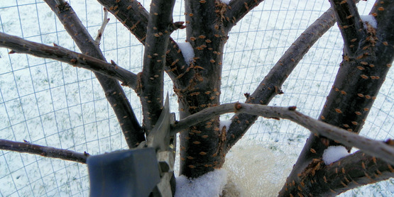 Pruning a Cherry Tree