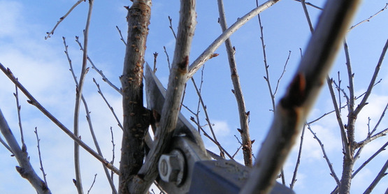 Pruning a Cherry Tree