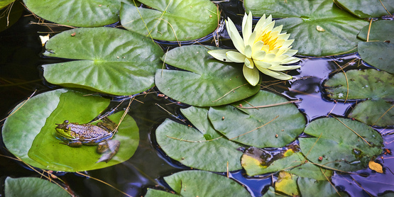 Frog and Lily Pads on Pond