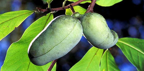 Asimina triloba —Pawpaw tree; fruit; paw paw; paw-paw