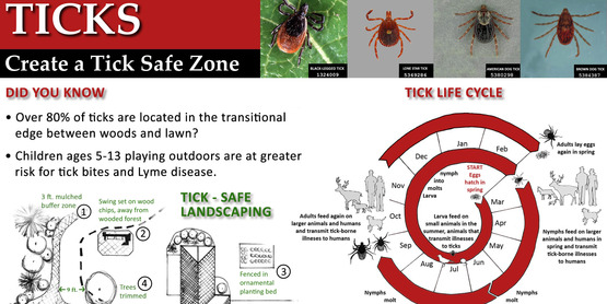 ticks - home landscape