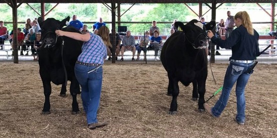 4-H Steer Show 
