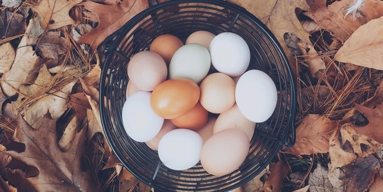 eggs