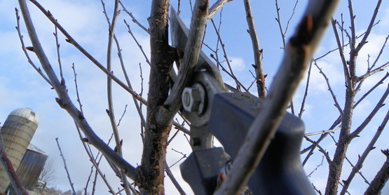 Pruning a Cherry Tree