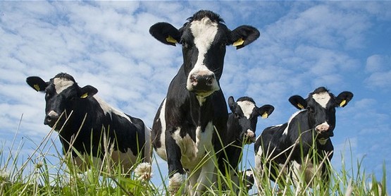 Cornell Cooperative Extension | 4-H NYS Dairy Discovery