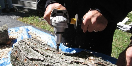Shiitake log: painting over shiitake spawn in newly innoculated log with food-grade wax; hands on, cultivation,