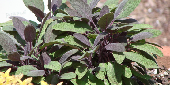 Sage - Herb