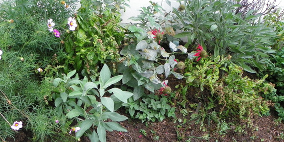Herb Garden