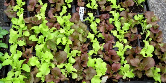 flats of basil and lettuce seedlings