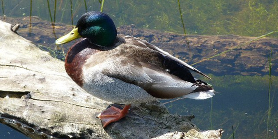 Mallard