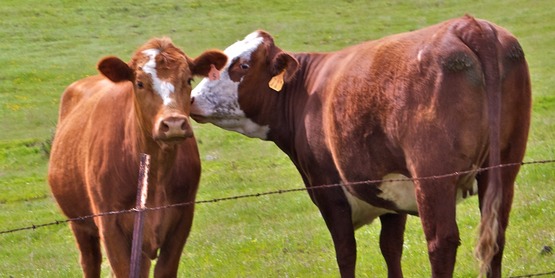 cattle kissing