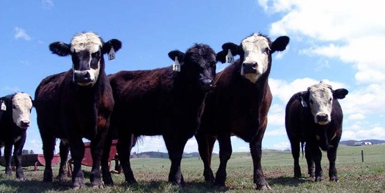 beef cattle