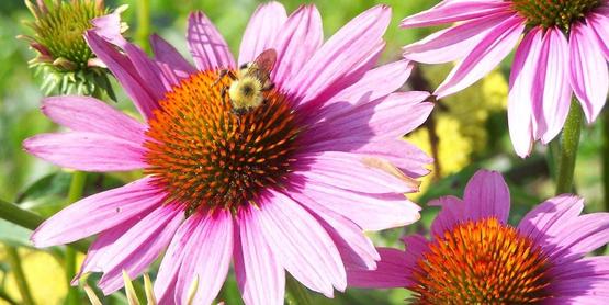 pollinator