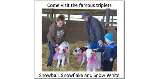 triplet heifers