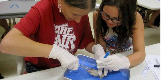 dissecting mice from Facebook page, August 2014