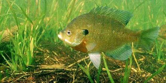 bluegill, Lepomis macrochirus Rafinesque, 1819