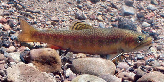 brook trout, Salvelinus fontinalis (Mitchill, 1814)