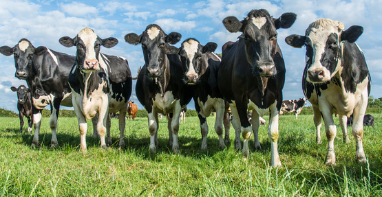 cows