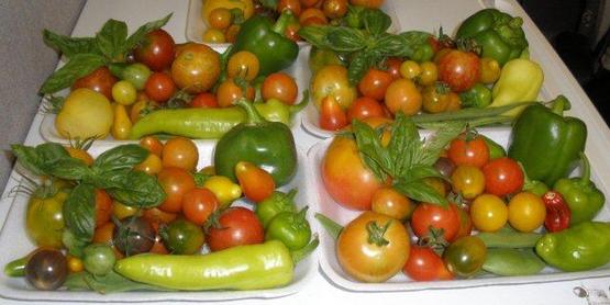 CCE-Schuyler Teaching Garden 2012, fresh picked vegetables
