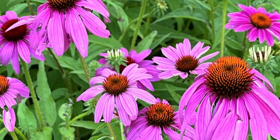 Purple Coneflowers