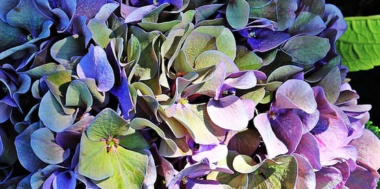 hydrangea2