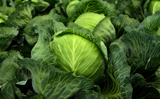 Cabbage in the field