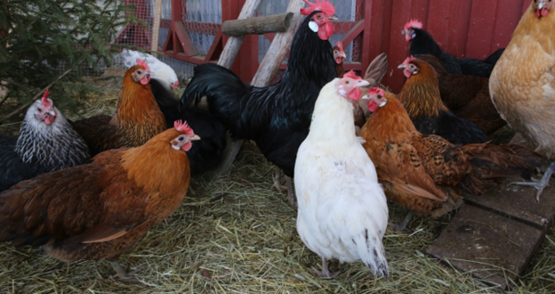 Chickens by the chicken coop