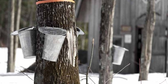 Maple syrup collection from a sugar bush. 