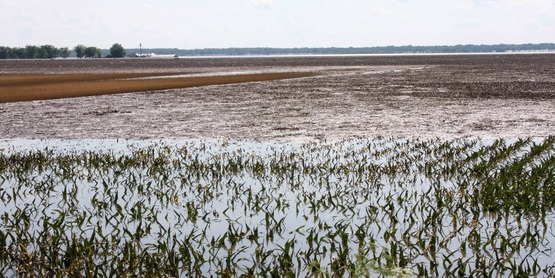 Quincy, IL, June 20, 2008 -- Fields of corn are flooded and crops may be ruined for the year by the flooding waters of the Mississippi River in southern Illinois. 