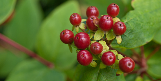 Berry Bush