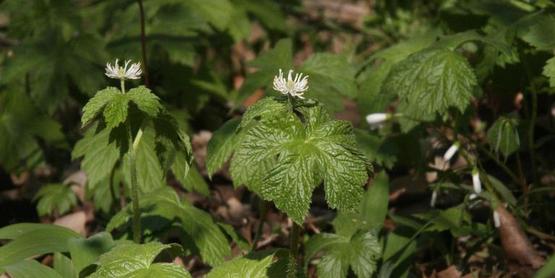 Goldenseal Plant