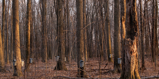 Tree Sap Drip Buckets