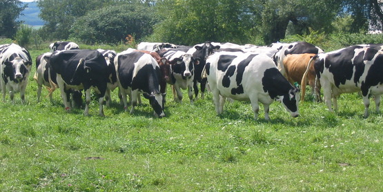 Dairy cattle at Lew-Lin farm, Dryden NY