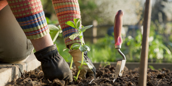 a gardener planting beans