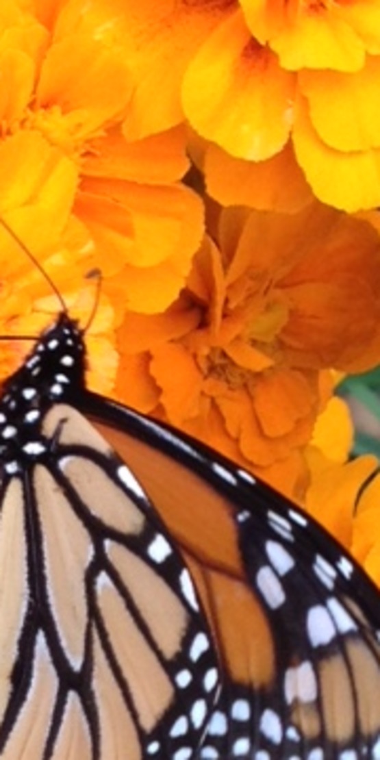 Gardens provide food sources and habitat for pollinators.