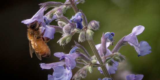 A honey bee is attracted to flowers in theUSDA People's Garden, pollinator garden in Washington, D.C. (USDA Photo).