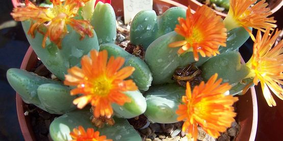 winterbourne cactus in bloom
