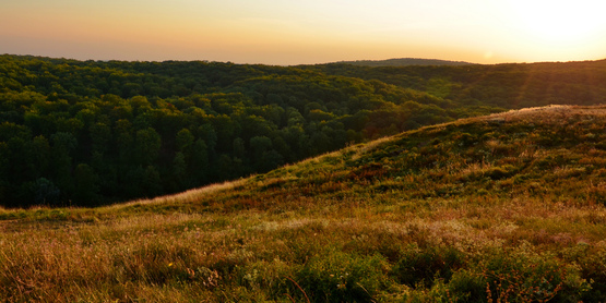 Hill and Forest