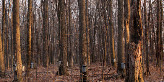 Tree Sap Drip Buckets