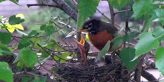 An American Robin feeding its young. Taken in Munster, Indiana.