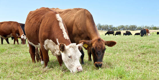 Beef Cattle Grazing In Pasture 