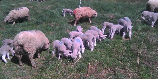 Sheep and lambs grazing at the Extension Learning Farm