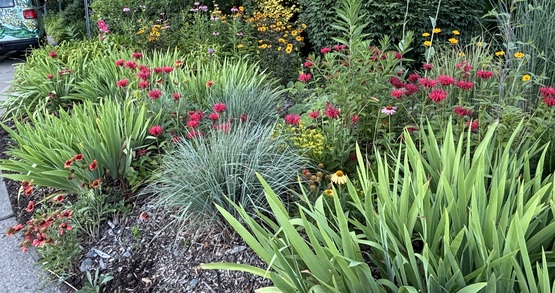 Van Horn Park full of perennials