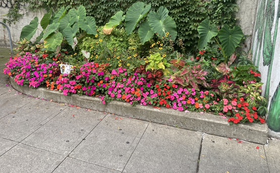 Rainshadow garden fall 2025