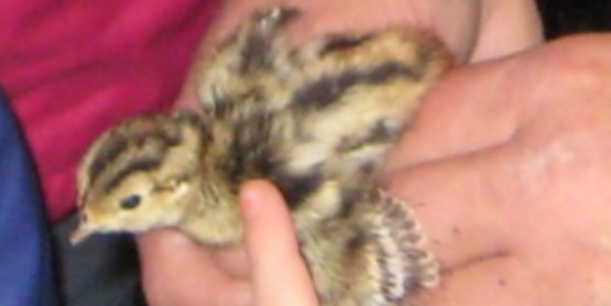 Pheasant