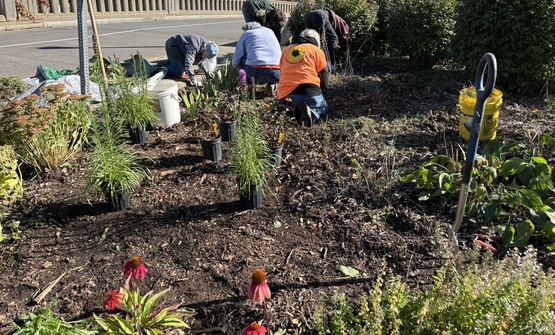 Installing perennials at Van Horn Park