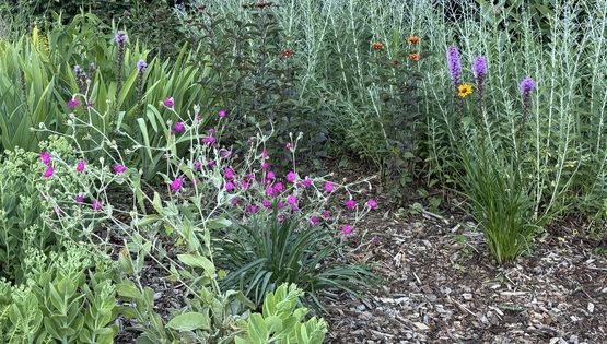 Perennials at Van Horn Park